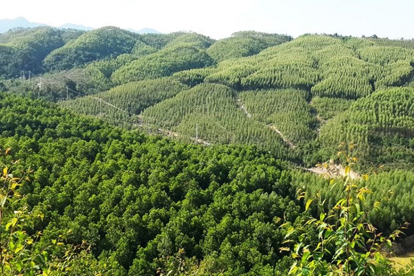 Quy hoạch lâm nghiệp tỉnh Yên Bái cần những đột phá để phát triển rừng bền vững (kỳ 2)
