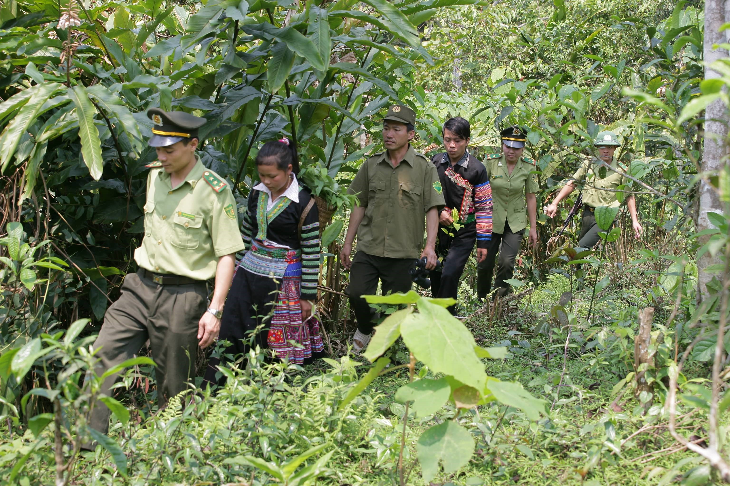 Quy hoạch lâm nghiệp tỉnh Yên Bái cần những đột phá để phát triển rừng bền vững
